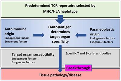 Adaptive Immunity Is the Key to the Understanding of Autoimmune and Paraneoplastic Inflammatory Central Nervous System Disorders